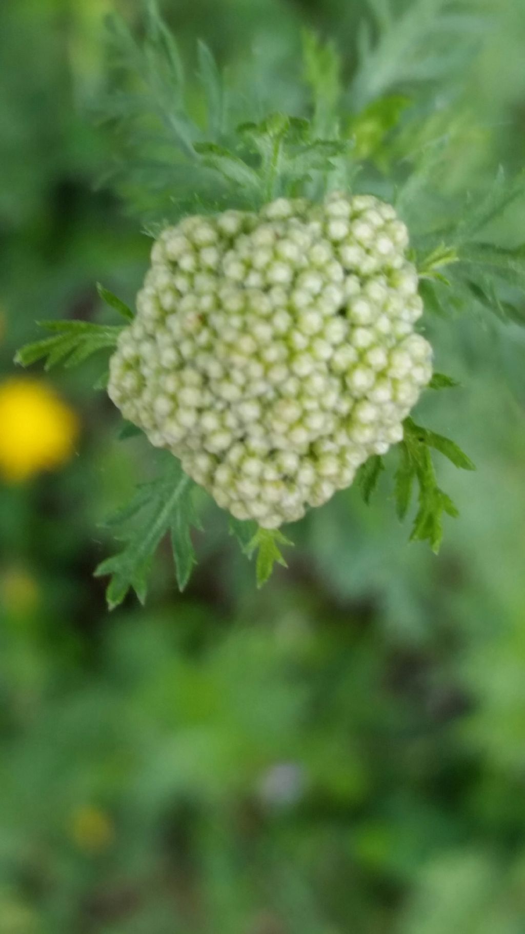 Che pianta  ?  Achillea sp. (Asteraceae)